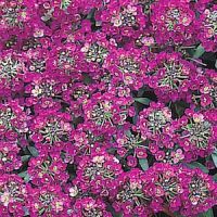 APHRODITE PURPLE